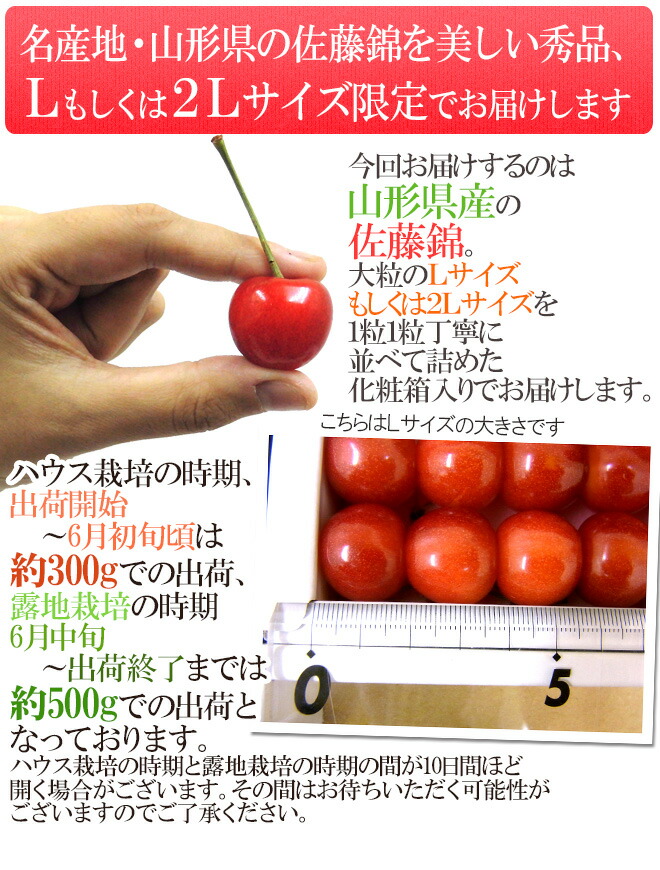 円錐小体産 さくらんぼ 佐藤錦 L 2lサイズ 手詰め 飾り物貴重品 住居作る頃 粗粗300g 露地栽培時期 約500g リザーブ 4桂月結局以降 貨物輸送無料 Cannes Encheres Com