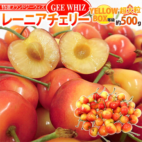 ”アメリカ産 ジーウィズ レーニアチェリー” 約500g イエロー等級 さくらんぼ【予約 6月下旬以降】 送料無料