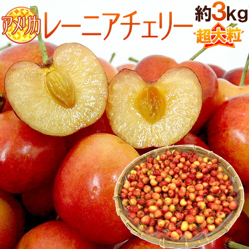 ”アメリカ産 レーニアチェリー” 超大粒 約3kg さくらんぼ【予約 6月下旬以降】 送料無料
