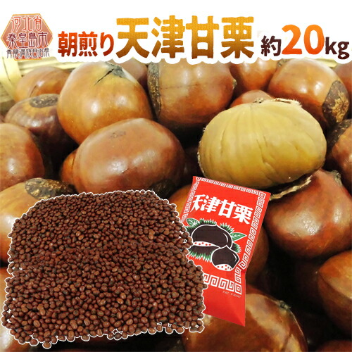 楽天市場】”天津甘栗” 約500g×1pc こだわり産地限定！採れたて新栗