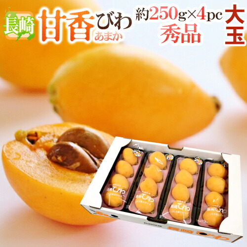 長崎県 巨大びわ ”甘香” 秀品 約250g×4pc 大玉サイズ・ストレートパック【予約 4月下旬以降】 送料無料