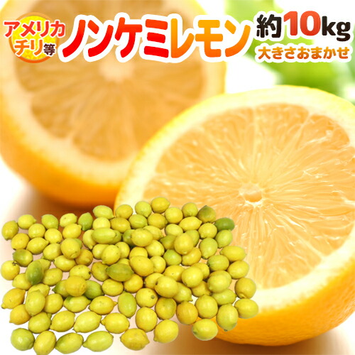 HILLS FIELD- ”虎レモンサワーグラス” 435ml | Camp Shop Lantern