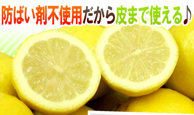 チリ・アメリカ産など ”ノンケミレモン” 大きさおまかせ 約10kg 安心の防ばい剤不使用!ノンケミカル/防黴剤(防かび剤)不使用【楽ギフ_包装】 チリ・アメリカ産など ”ノンケミレモン” 大きさおまかせ 約10kg 安心の防ばい剤不使用!ノンケミカル/防黴剤(防かび剤)不使用【楽ギフ_包装】
