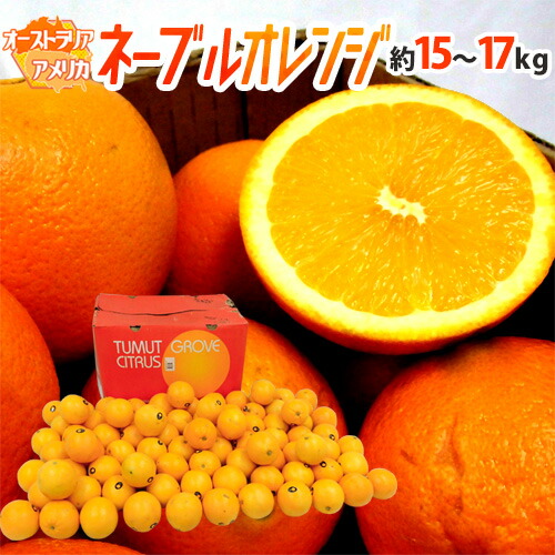 ”ネーブルオレンジ” 約15?17kg 大きさおまかせ アメリカ・オーストラリア産【予約 入荷次第発送】 送料無料