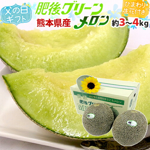 父の日ギフト ”肥後グリーンメロン” 秀品 2玉 約3～4kg＋ひまわり生花1本【予約 6月8～15日お届け予定】 送料無料