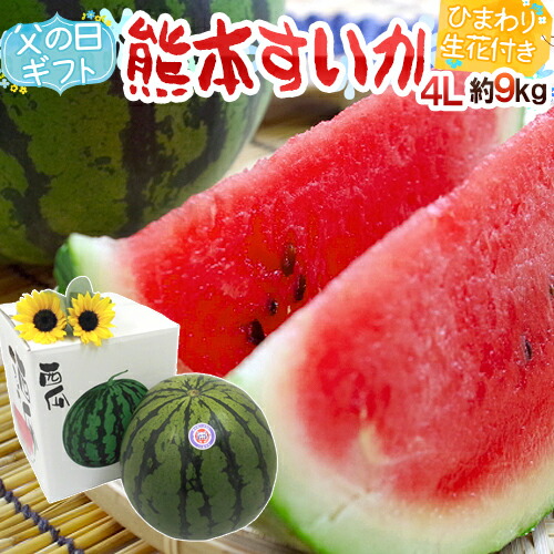 父の日ギフト ジャンボ ”熊本すいか” 秀品 1玉 約9～10kg＋ひまわり生花2本【予約 6月8～15日お届け予定】 送料無料