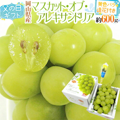 父の日ギフト ”マスカット・オブ・アレキサンドリア” 秀品 1房 約600g＋黄色バラ造花1本【予約 6月8～15日お届け予定】 送料無料