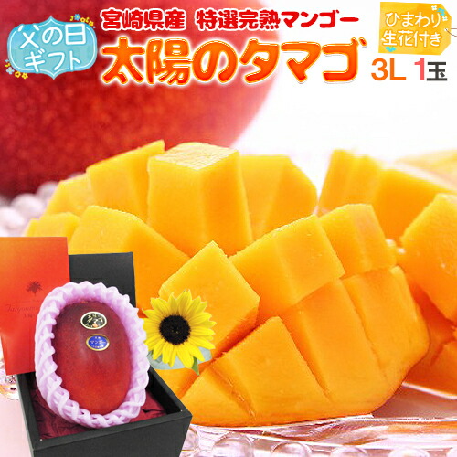 父の日ギフト ”太陽のタマゴ” 大玉3Lサイズ＋ひまわり生花1本【予約 6月8～15日お届け予定】 送料無料
