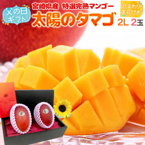 父の日ギフト ”太陽のタマゴ” 大玉2Lサイズ 2玉＋ひまわり生花1本【予約 6月8～15日お届け予定】 送料無料