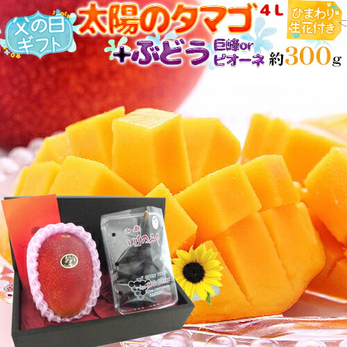 父の日ギフト ”種なし巨峰or種なしピオーネ＋太陽のタマゴ” 特大玉4Lサイズ＋ひまわり生花1本【予約 6月8～15日お届け予定】 送料無料