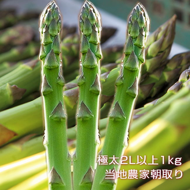 あすぱらがす 楽天市場】（お徳用3株セット）極早生 アスパラガス苗 2L株苗x3