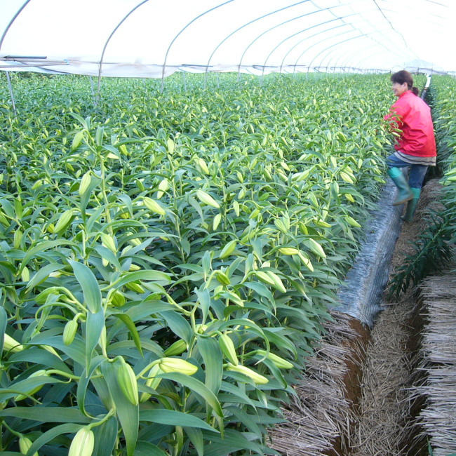 楽天市場】カサブランカ 花 5本 花束 送料無料（北海道九州沖縄別途加算）生産農家 朝採り 切花（4〜7、8輪）規格外 販売 : 里山からの贈り物