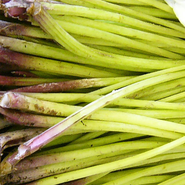 楽天市場 ふき 山菜 フキ 山ふき 蕗 朝取り天然物 1000ｇ前後 葉は付いていません キャラブキ 最適 里山からの贈り物