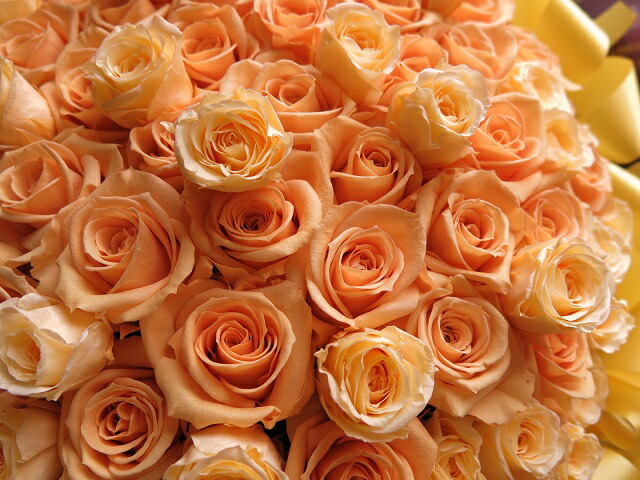 Seal限定商品 米寿お祝い 歳 お祝い 花束風 本 枯れないプリザーブドフラワー 黄バラ 30 40cmケース付き Pacific Com Co Seal限定商品 米寿お祝い 歳 お祝い 花束風 本 枯れないプリザーブドフラワー 黄バラ 30 40cmケース付き Pacific Com Co