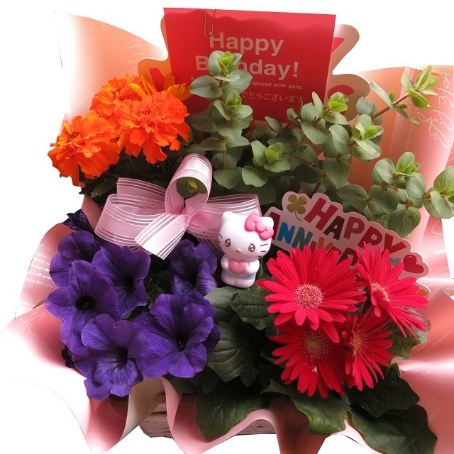 母の日 鉢植え キティ入りギフト 季節のお花お任せギフト♪ キティカラーはおまかせ 母の日 花鉢 プレゼント