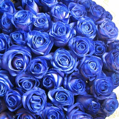 言い入れる 花言葉「生まれ変わっても貴方を愛す」青薔薇 胸花 プリザーブドフラワー 青薔薇33本当て嵌める プリザーブドフラワー 胸花 枯れずにいつまでもキレイな青薔薇 差し上げ物◆生まれ落ちる日差し上げ物・成年者祝賀会・祝する日の差し上げ物におすすめの御花差し上げ物