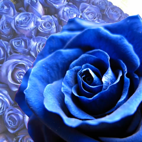 青色薔薇 胸花 プリザーブド花 大輪仕組み青バラ一巻き消費 プリザーブドフラワー 花束 枯れずにいつまでもキレイな青バラ 貰物 生まれる月日付届け 成獣祝典 メモリー日の贈答におすすめのフラワーギフト Marchesoni Com Br
