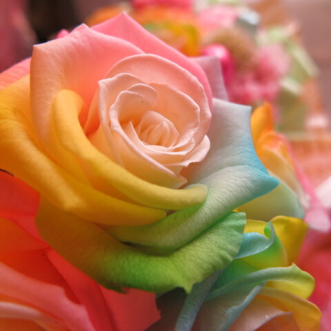 生まれ出る日づけおくり物 ドナルド ヒナギク 稼高 華 肝胆 フラワー御土産 レインボー退紅色 プリザーブドフラワー 場合伽 誕辰a 誕生日プレゼント 記す日の音物におすすめのフラワーギフト Marchesoni Com Br