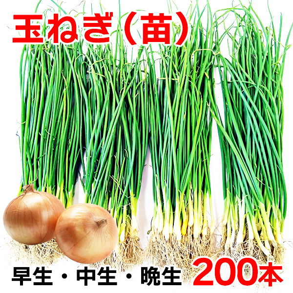 まなぶページ▼白玉ねぎ苗 国華園オンラインショップ / たまねぎ苗