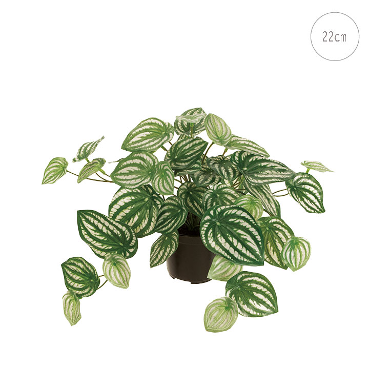 【2個セット】ペペロミアポット (22cm) 　斑入り 人工観葉植物 造花 フェイクグリーン 葉っぱ 観葉植物 壁掛け 壁 吊り下げ アレンジ モダン