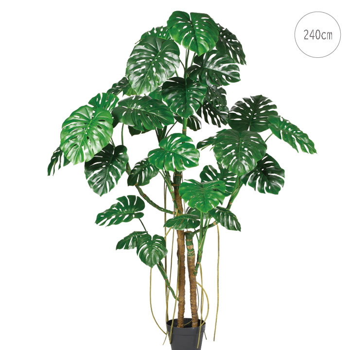 楽天市場】観葉植物 大型 モンステラ・デリシオーサ（根上がり