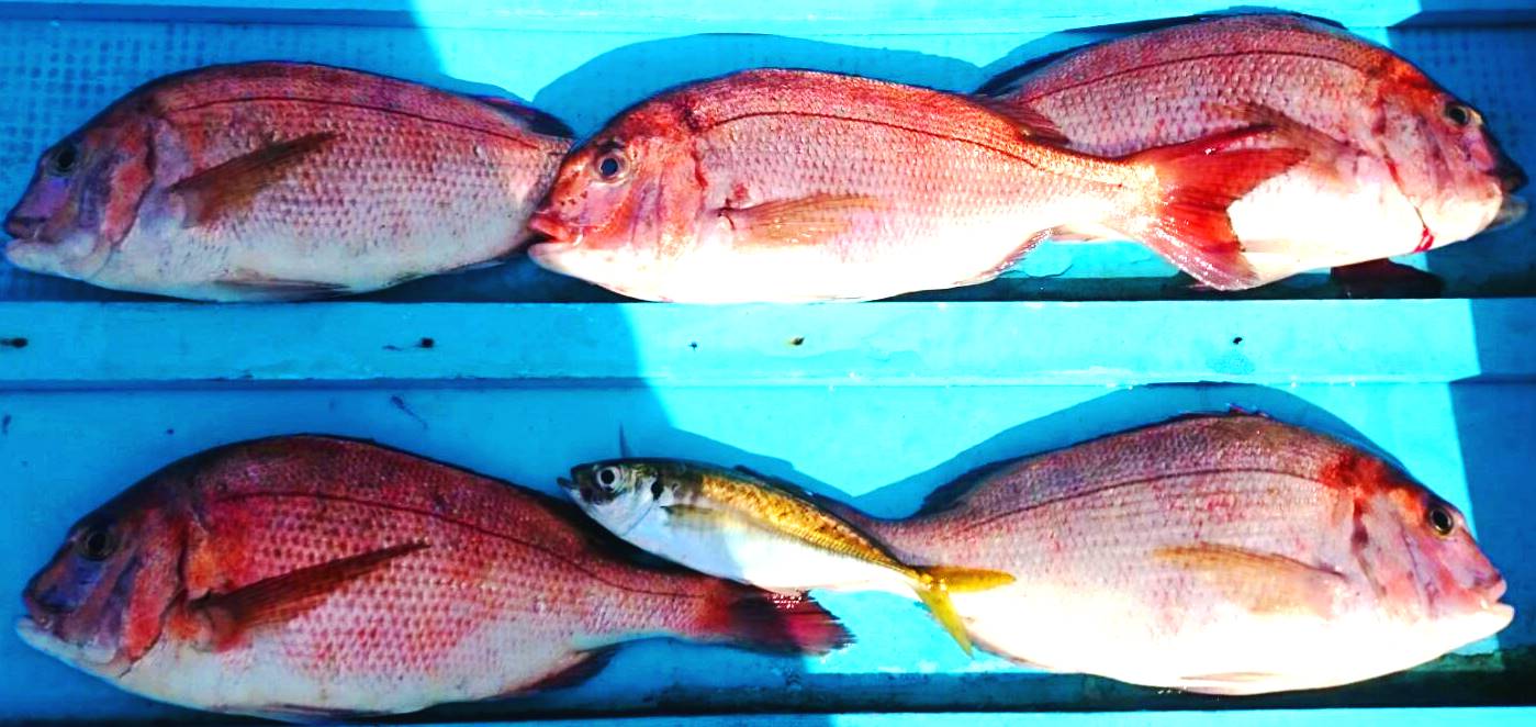 楽天市場 釣り餌 つりえさ 赤青一撃 だんご 釣り堀 最強餌 鯛 シマアジ カンパチ ハマチ メジロ ワラサ マルゴ ブリ グレ 青物 爆釣 赤青一撃だんごエサ 釣れる 釣りエサ 海上釣堀 餌 釣りエサ 釣り堀 Light 釣り餌最強 天然にも有効 Mto