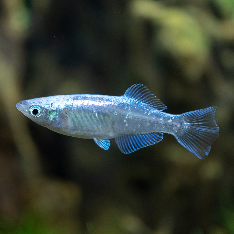 市場 ゾウリムシ ゾウリムシのえさ用 500cc 生まれたばかりのメダカ稚魚生存率向上