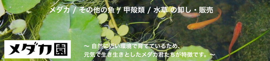 楽天市場 卵 白ラメミユキメダカの卵約30個以上 稚魚用のえさを添付 めだか ホテイアオイ ホテイ草 水草 自由研究に最適 メダカ園 メダカ動画