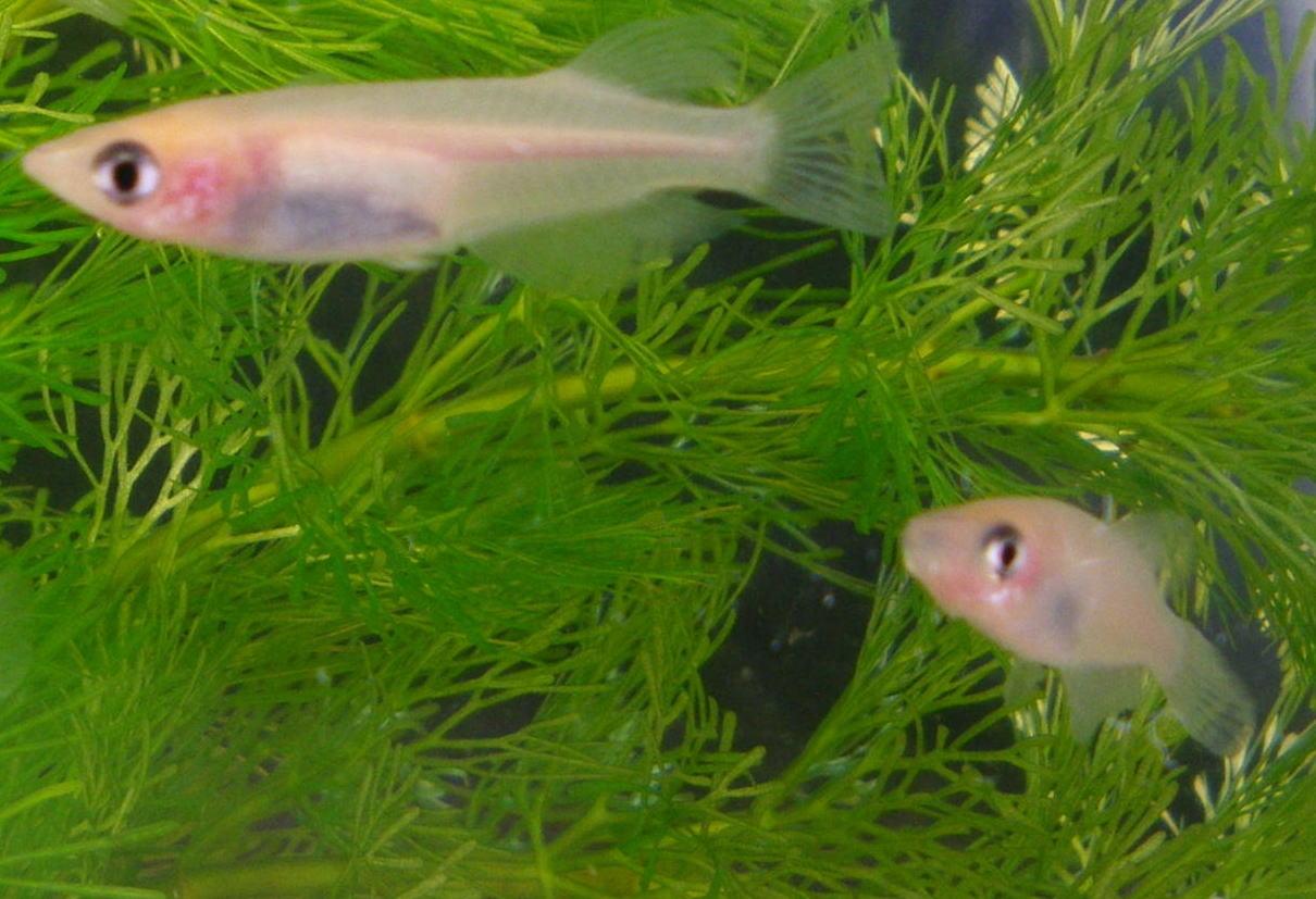 楽天市場 メダカの卵 オロチメダカの卵約個以上 稚魚用のえさを添付 めだかの卵 自由研究に最適 メダカ園 メダカ動画