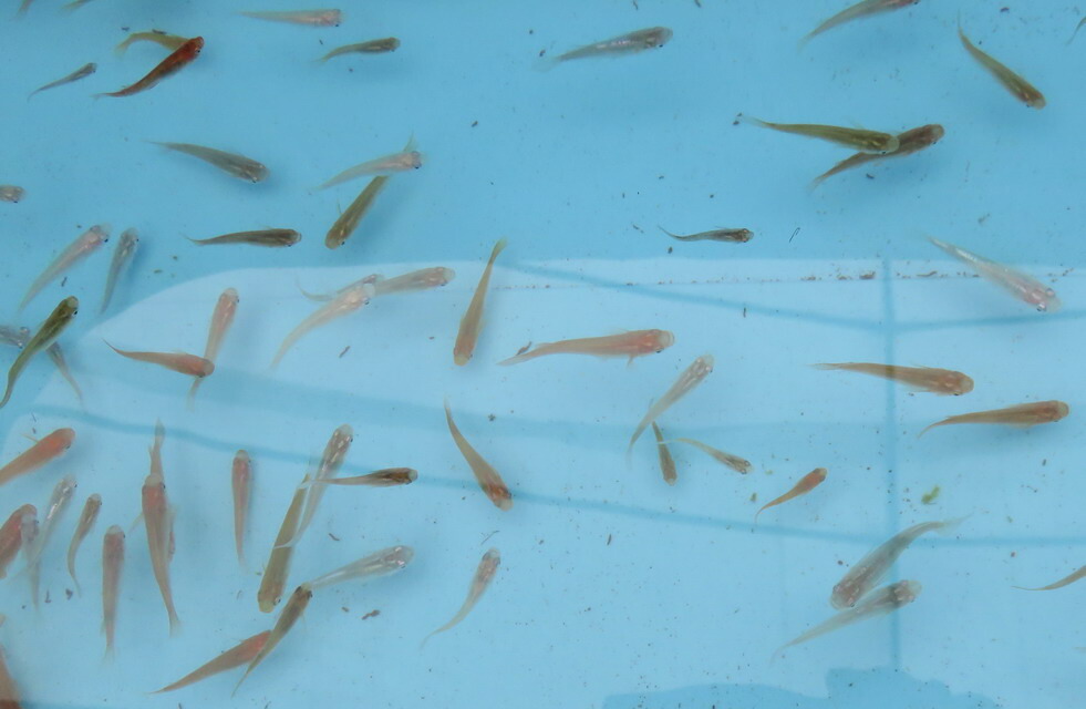 【楽天市場】【送料無料】メダカすくい用メダカ100匹(めだかすくい、イベント、祭り、催事、金魚すくい)：メダカ園（メダカ動画）