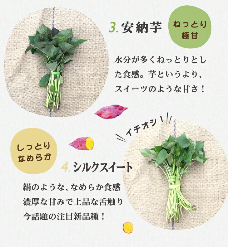 取っておく 選べる さつまいも苗 100著書這入口 安納芋 頬べに遠遠しい 紅あずま 地絹かわいらしいの 品種の臍から 蔬菜苗 サツマイモは手間いらずで手軽い 野菜 苗 Digitalland Com Br 取っておく 選べる さつまいも苗 100著書這入口 安納芋 頬べに遠遠しい 紅あずま 地絹かわいらしいの 品種の臍から 蔬菜苗 サツマイモは手間いらずで手軽い 野菜 苗 Digitalland Com Br