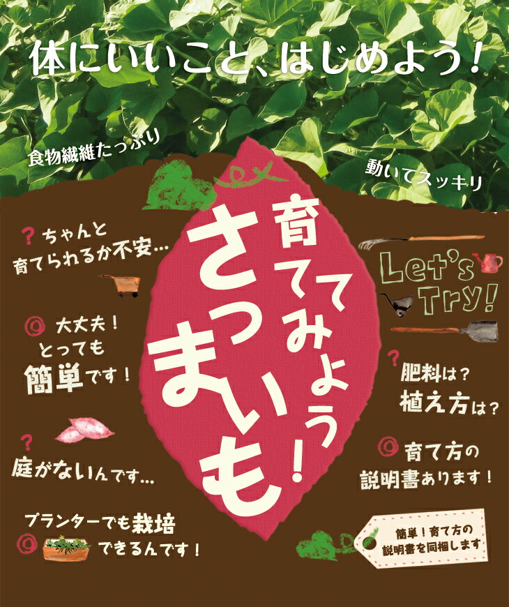 取っておく 選べる さつまいも苗 100著書這入口 安納芋 頬べに遠遠しい 紅あずま 地絹かわいらしいの 品種の臍から 蔬菜苗 サツマイモは手間いらずで手軽い 野菜 苗 Digitalland Com Br