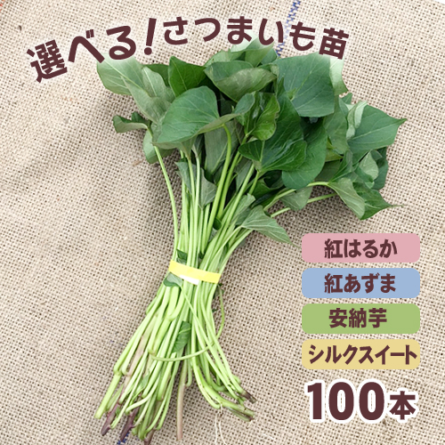 ポイント12倍 予約 選べる さつまいも苗 100本入り 安納芋 紅はるか 紅あずま シルクスイートの 品種の中から 野菜苗 サツマイモは手間いらずで簡単 野菜 苗 安納芋 紅はるか 紅あずま シルクスイートの 品種の中から選べます 弾劾は野党 などと繰り返し語っており