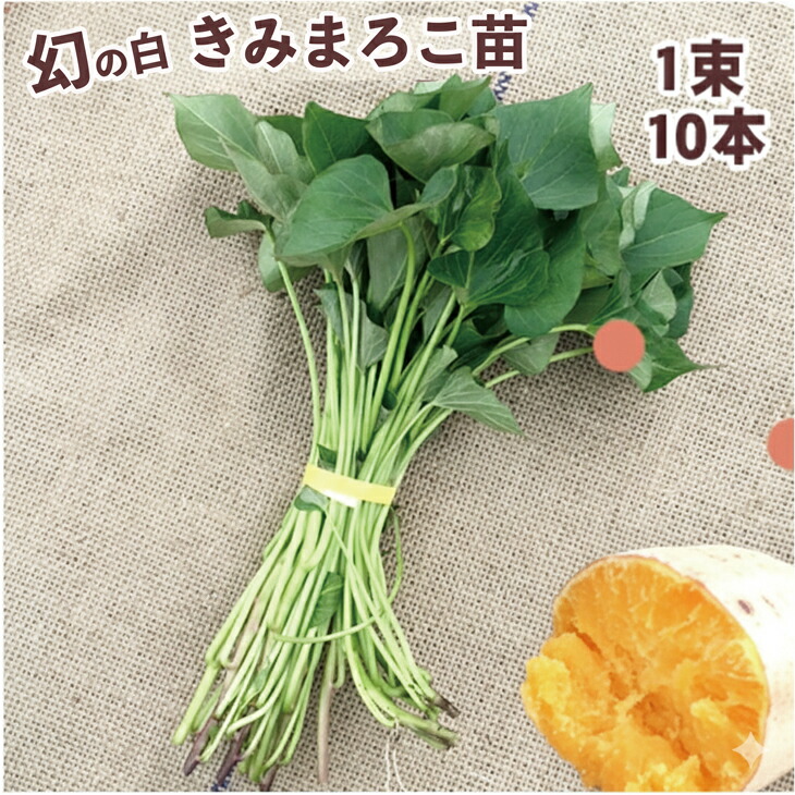 楽天市場】予約商品）令和8年産予約開始！【消毒済】選べる