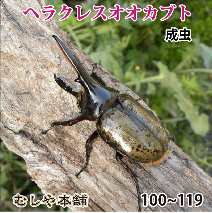 最新情報 ヘラクレスオオカブト成虫 オス100mm 109mm ヘラクレスヘラクレス 外国産 カブトムシ 昆虫 生体 ペット プレゼントに 消費税込 Gg Gov Kn