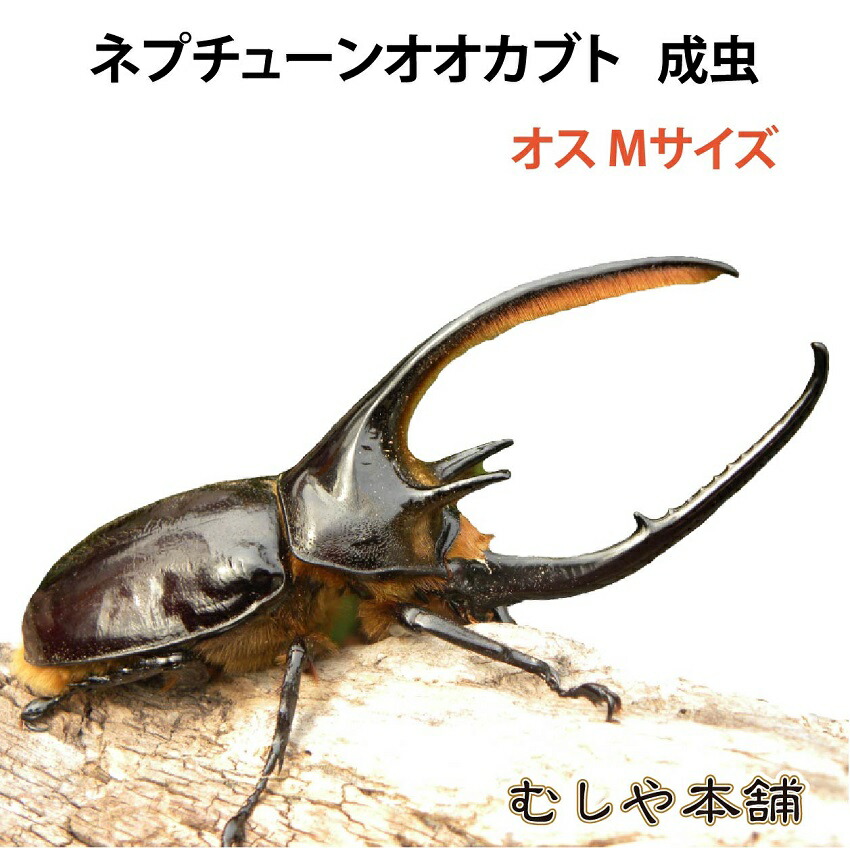 【未経験者向け】日本のカブトムシとクワガタの育て方｜成虫・幼生の繁殖遣りくち！