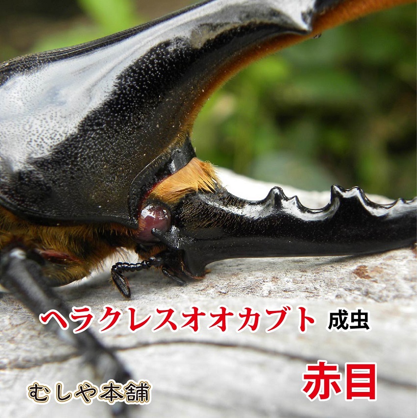 在庫限りセール 赤目ヘラクレス オオカブト成虫 オスの特大サイズ カブトムシ 値引 Www Sterlingfineproperties Com