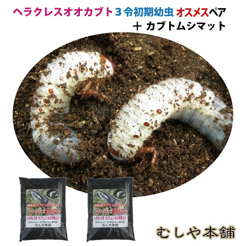 楽天市場 送料無料 カブトムシ が選べる ヘラクレスオオカブト3令初期幼虫オスメスペア カブトムシ マット 昆虫マット のセット ヘラクレスヘラクレスorヘラクレスリッキー むしや本舗