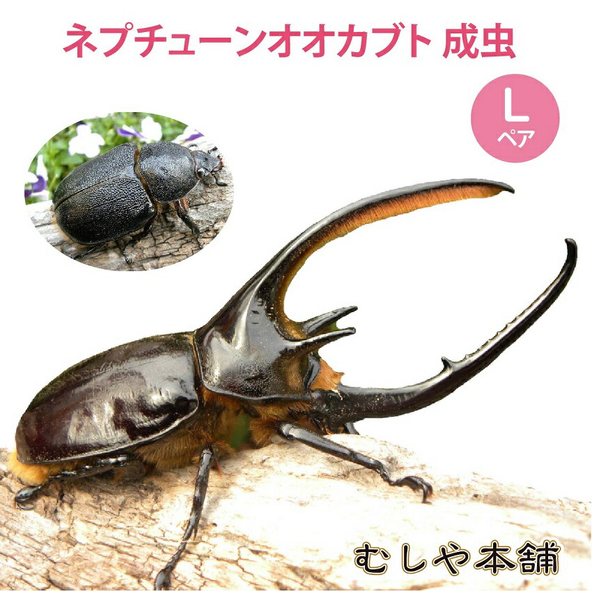 日本正規品 送料無料 ネプチューンオオカブト 成虫 オスメスペア Lサイズ 外国産カブトムシ カブトムシ ネプチューン 生き物 ペット プレゼントに 海外正規品 Insfatima Com Ar