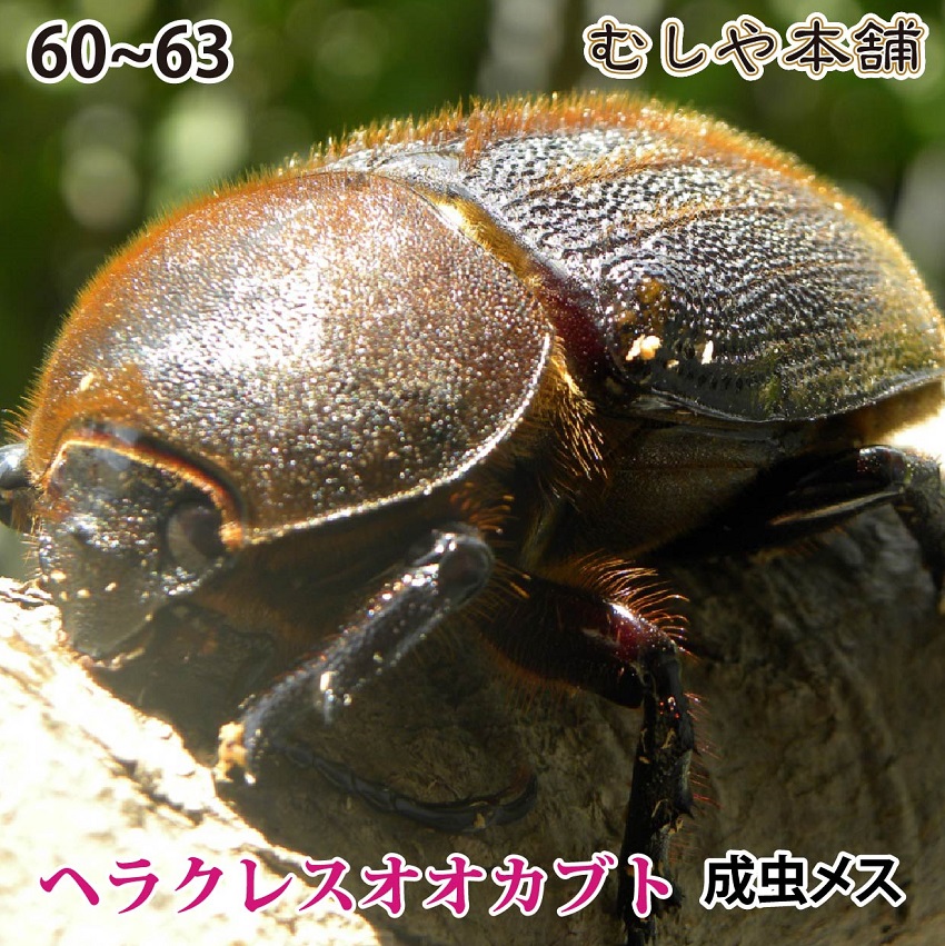 品質は非常に良い 生体 カブトムシ 送料無料 ヘラクレスオオカブト成虫メス60 63mm ヘラクレスヘラクレス 外国産 生体 昆虫 ペット Www Wbnt Com