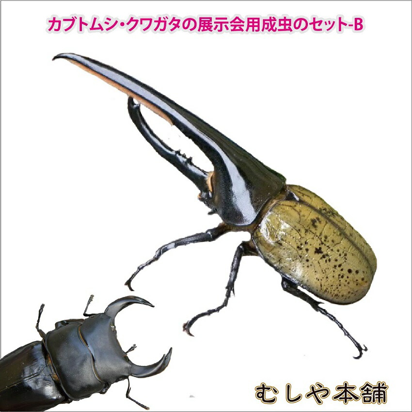 むしや本舗 送料込み 昆虫展示会 イベントに カブトムシ クワガタ成虫のセットです クワガタ幼虫 大口 大量購入 昆虫 その他 カブトムシ クワガタの展示会用成虫のセット B 大型7種類