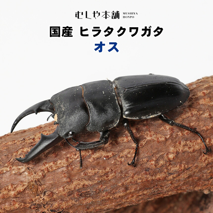 1313円 定番のお歳暮 送料無料 昆虫 クワガタ 生体 ペット