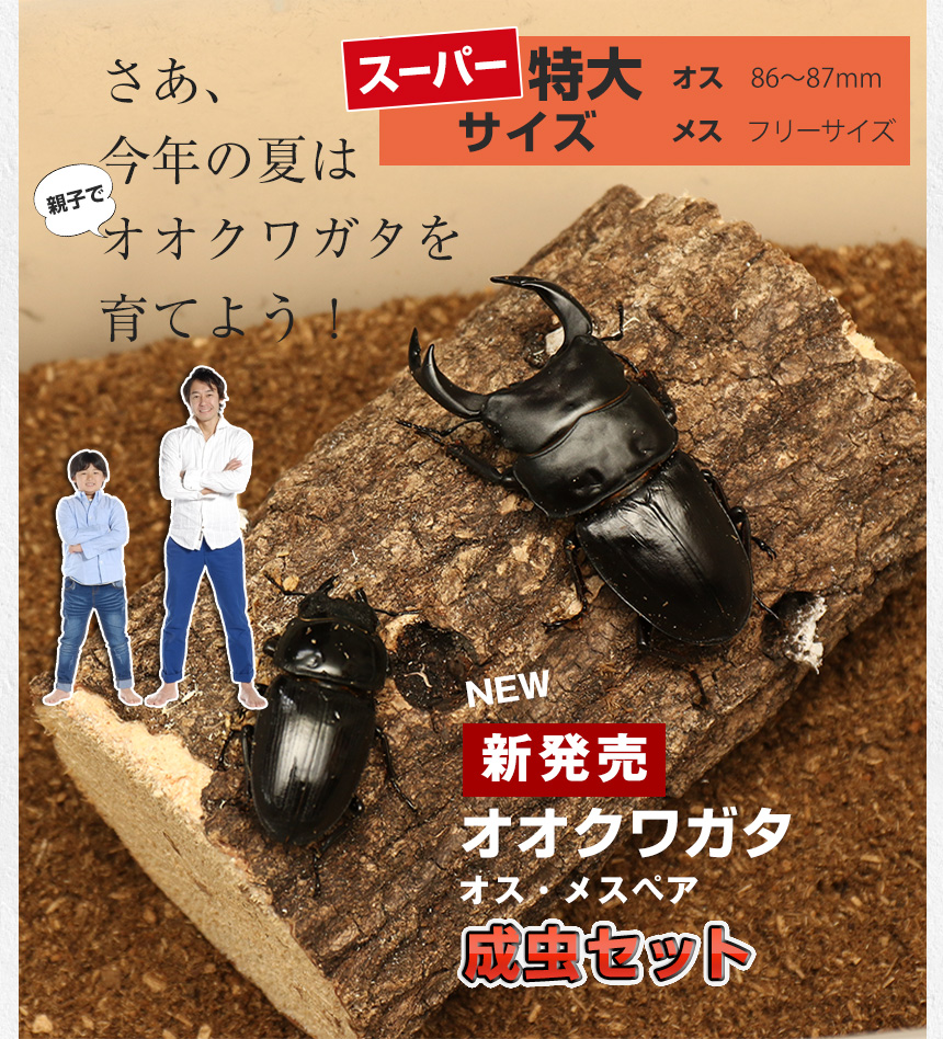 送料無料 オオクワガタ 生体 国産 クワガタ人気ナンバーワン 迫力のある大型サイズ 飼育 クワガタ スーパー特大サイズ ブリード 飼育 昆虫 ブリード 成虫 ペット むしや本舗 オスメスペア 生体