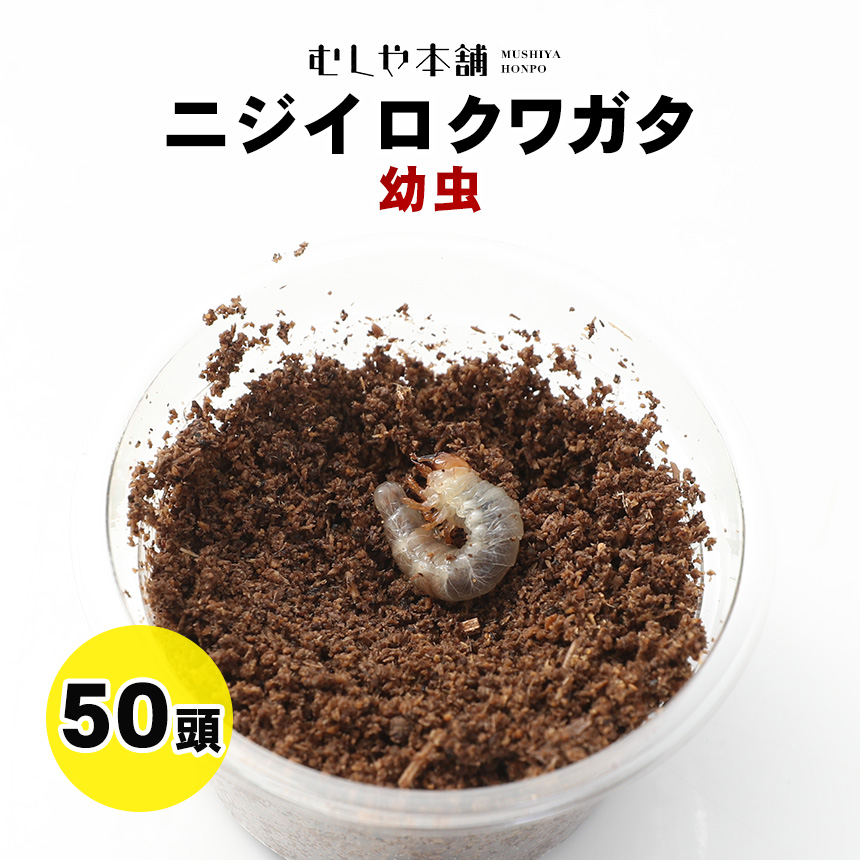 【未経験者向け】日本のカブトムシとクワガタの育て方｜成虫・幼生の繁殖遣りくち！