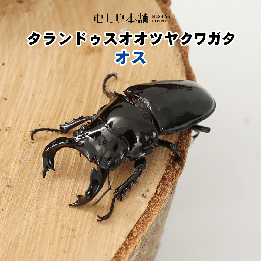 【タランドゥス オオツヤクワガタ オス単品 LLサイズ】クワガタ／タランドゥス／昆虫／ツヤクワガタ／ペット ／生体