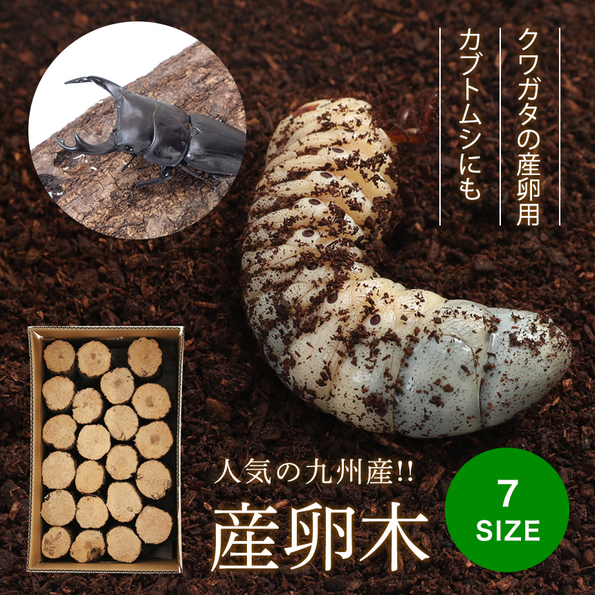 逸品】 植菌カワラ材 L×1本 加水不要 dda クワガタ 産卵木 クヌギ