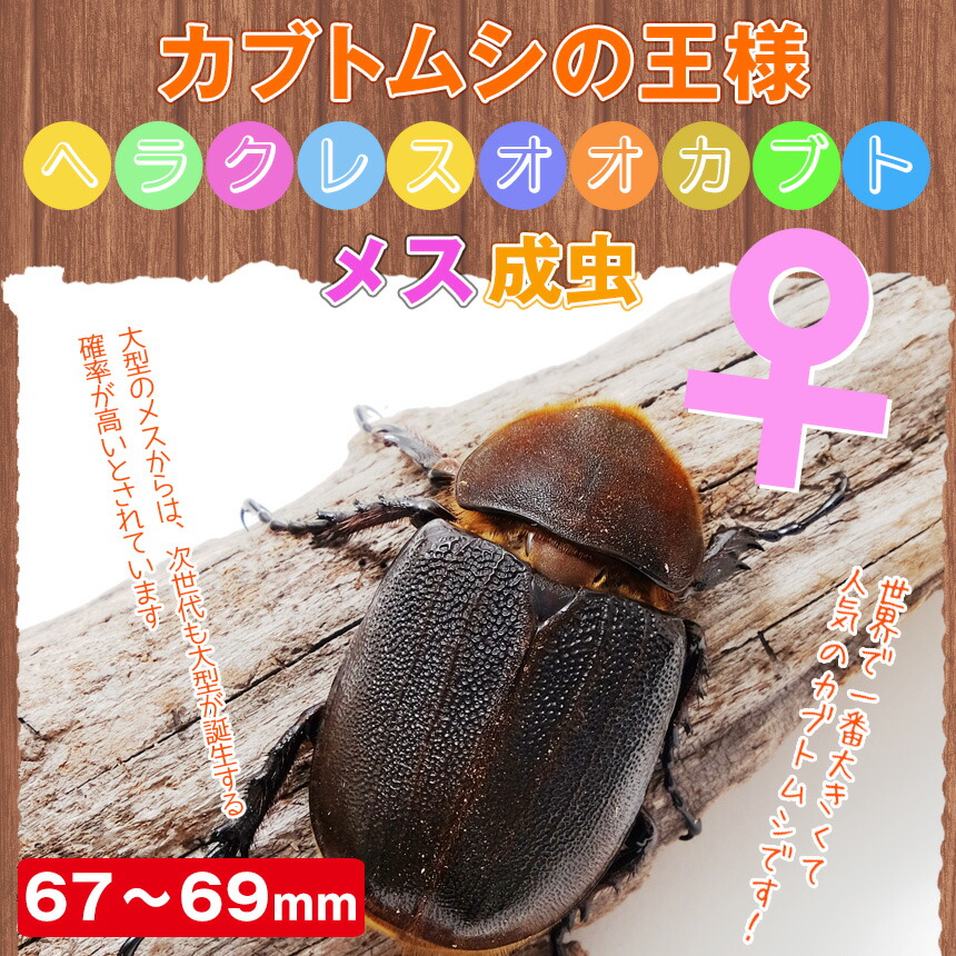 送料無料 カブトムシ ヘラクレスオオカブト成虫メス67 69mm ヘラクレスヘラクレス 昆虫 カブトムシ 外国産 ペット 昆虫 昆虫容器販売 生体 むしや本舗ヘラクレス新成虫 ブリードや鑑賞用 プレゼントに 激安通販新作セールの 国産品 の