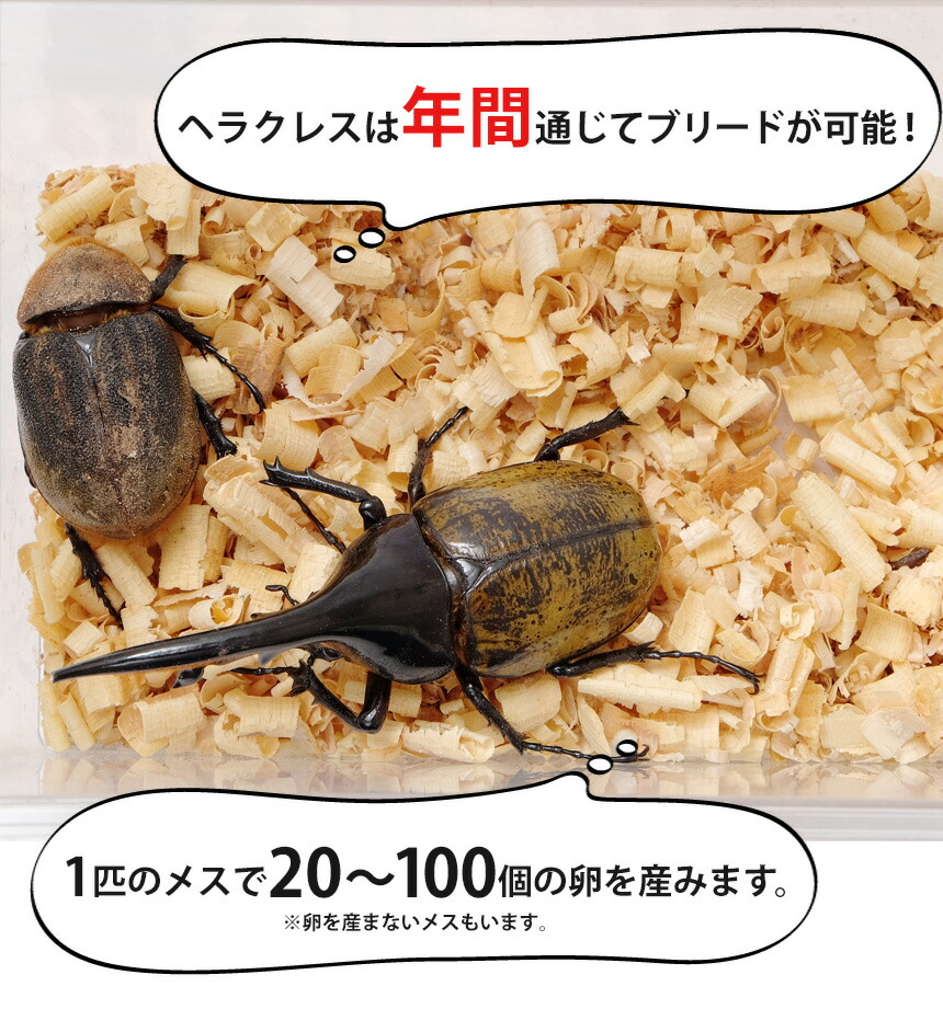 送料無料 ヘラクレスオオカブト 成虫 メス 67 69ミリ ヘラクレスヘラクレス カブトムシ 外国産 ペット 昆虫 生体 Natural Gaz Org