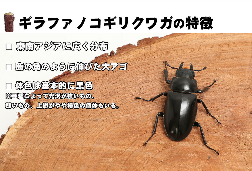 期間限定特価 特大サイズ ギラファノコギリクワガタ成虫 メス ブリード品 クワガタ ノコギリクワガタ 昆虫 ペット 生体 送料無料 Vancouverfamilymagazine Com