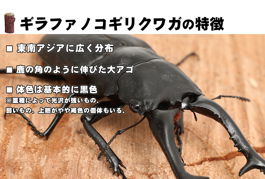 送料無料 ギラファノコギリクワガタ 成虫 オス Lサイズ ブリード品 クワガタ ノコギリクワガタ 昆虫 ペット 生物 Sermus Es